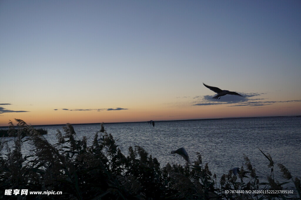 夕阳下飞鸟掠过宁静水面