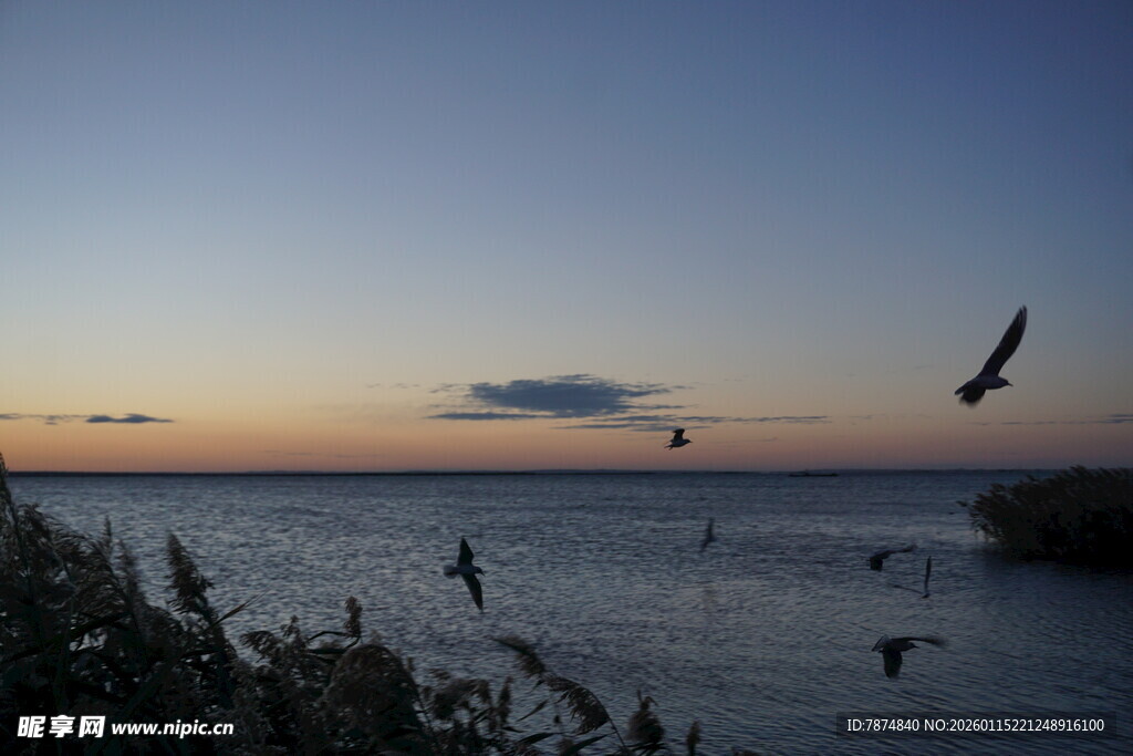 夕阳下飞鸟翔于海面