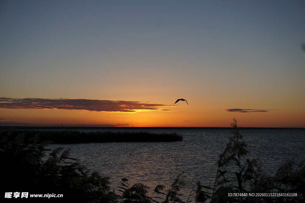 夕阳下飞鸟掠过宁静水面