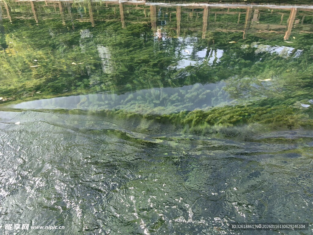 清澈溪流旁的绿意景致