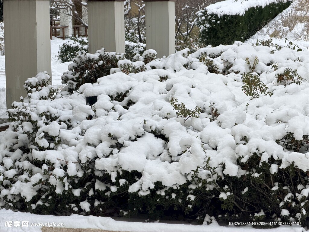 雪覆灌木的冬日景致