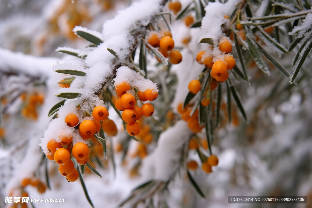 雪覆沙棘果