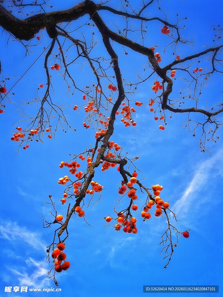 柿子树枝