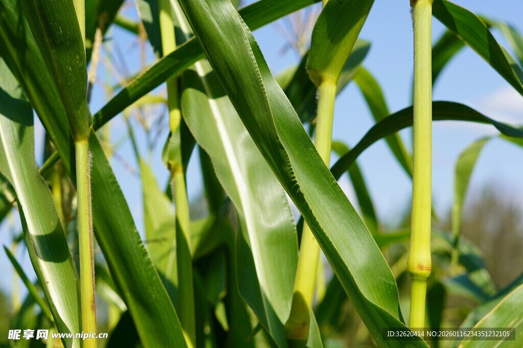 玉米植株