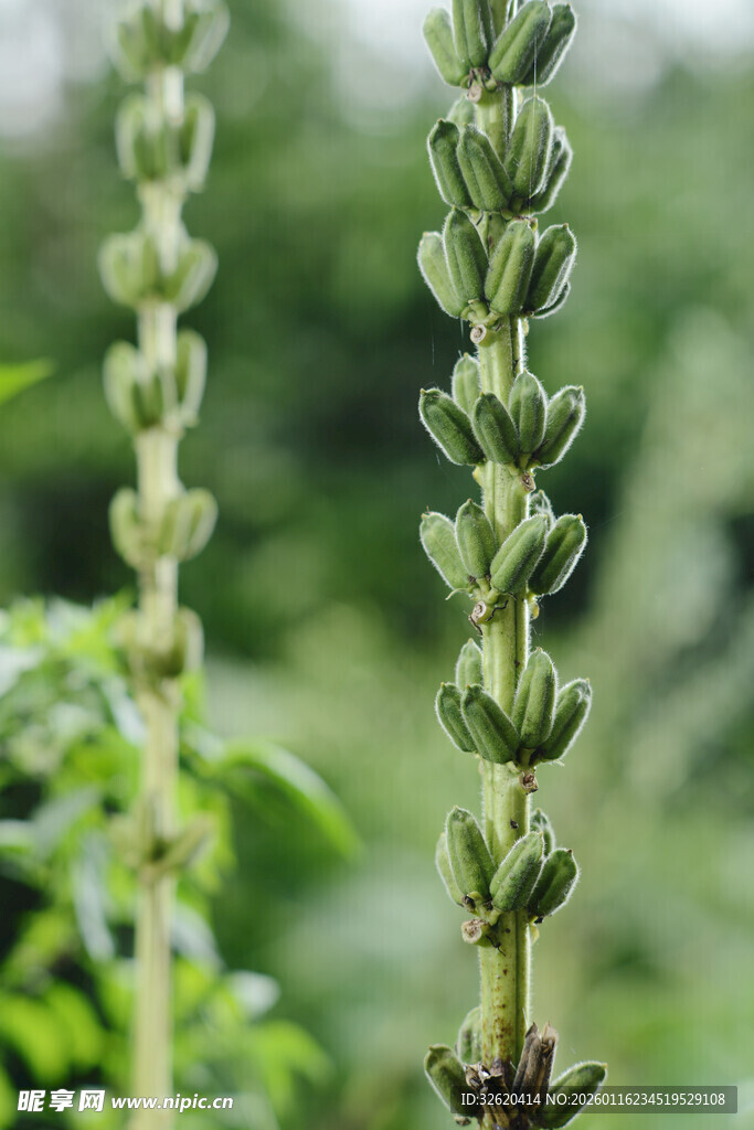 芝麻植株 