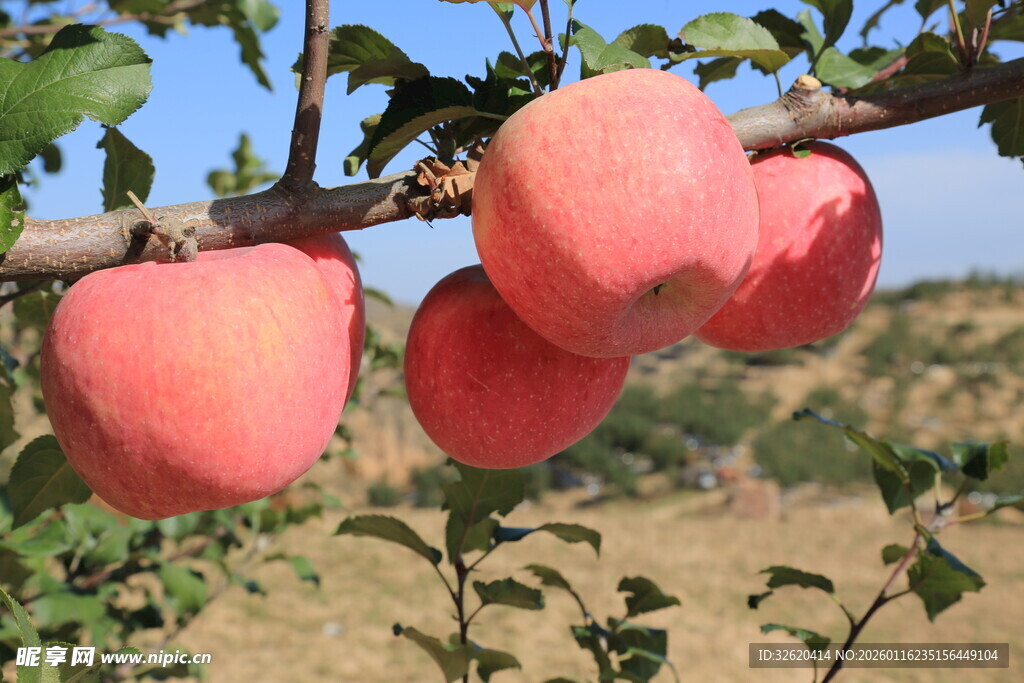 苹果 果树 