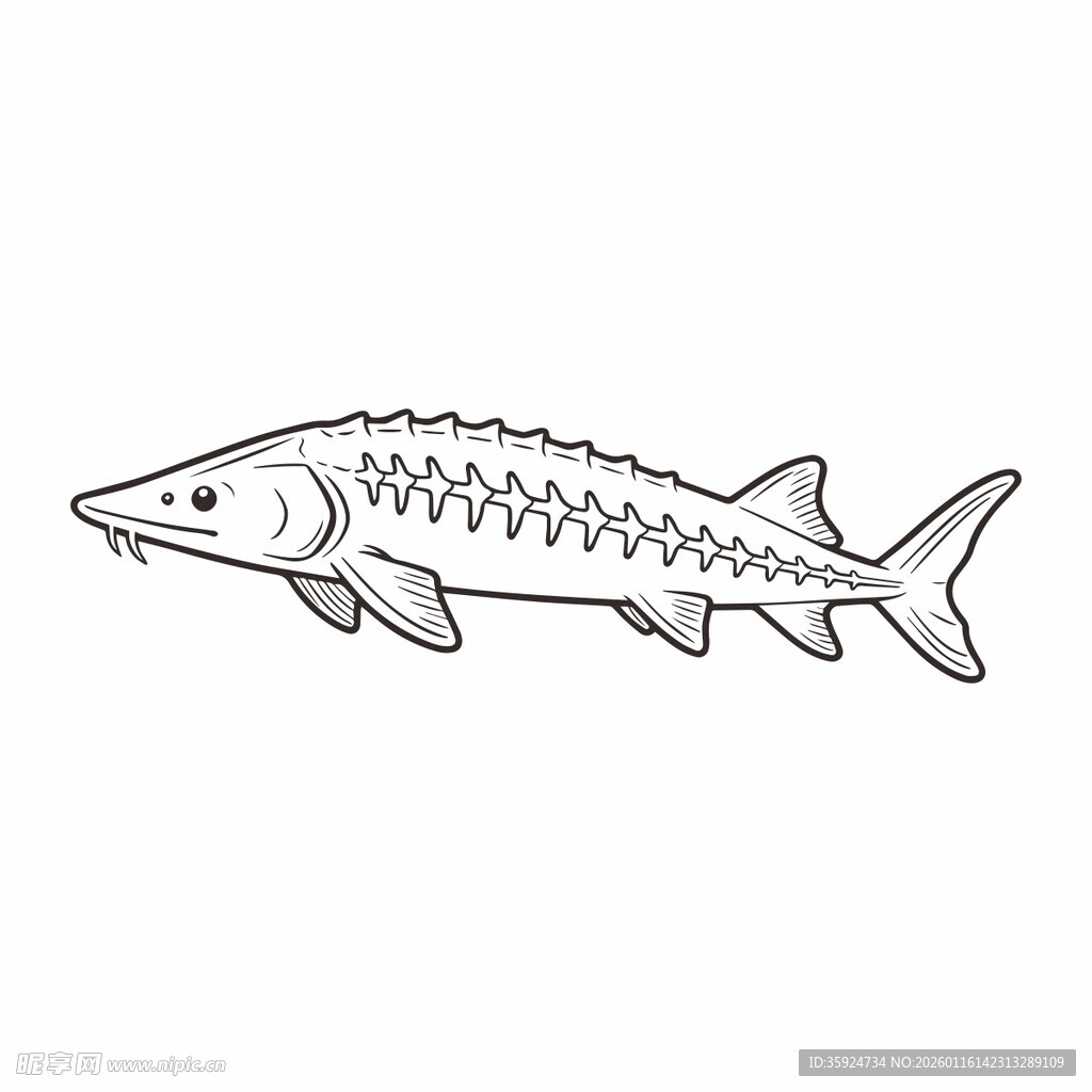 简笔勾勒的中华鲟形象