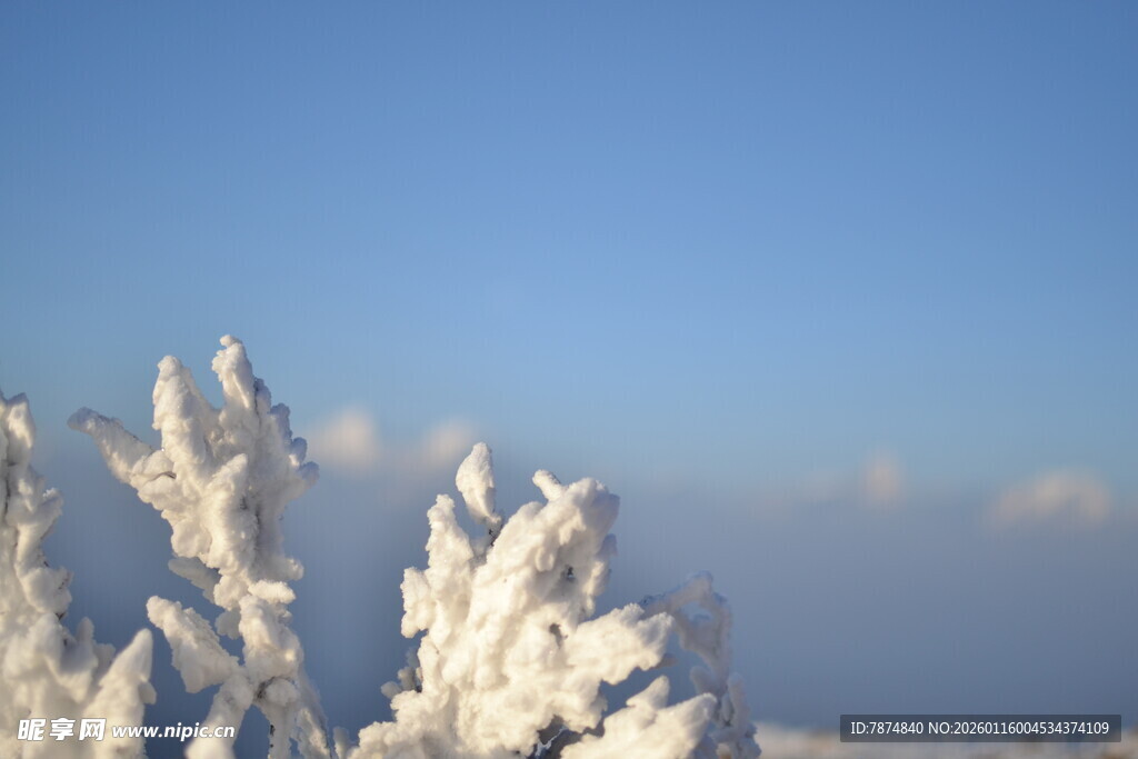 冬日雪覆树木的纯净美景