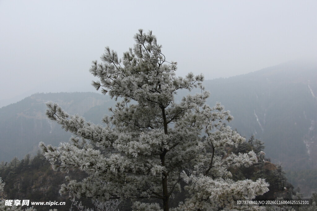 雾中覆雪松树 远山朦胧