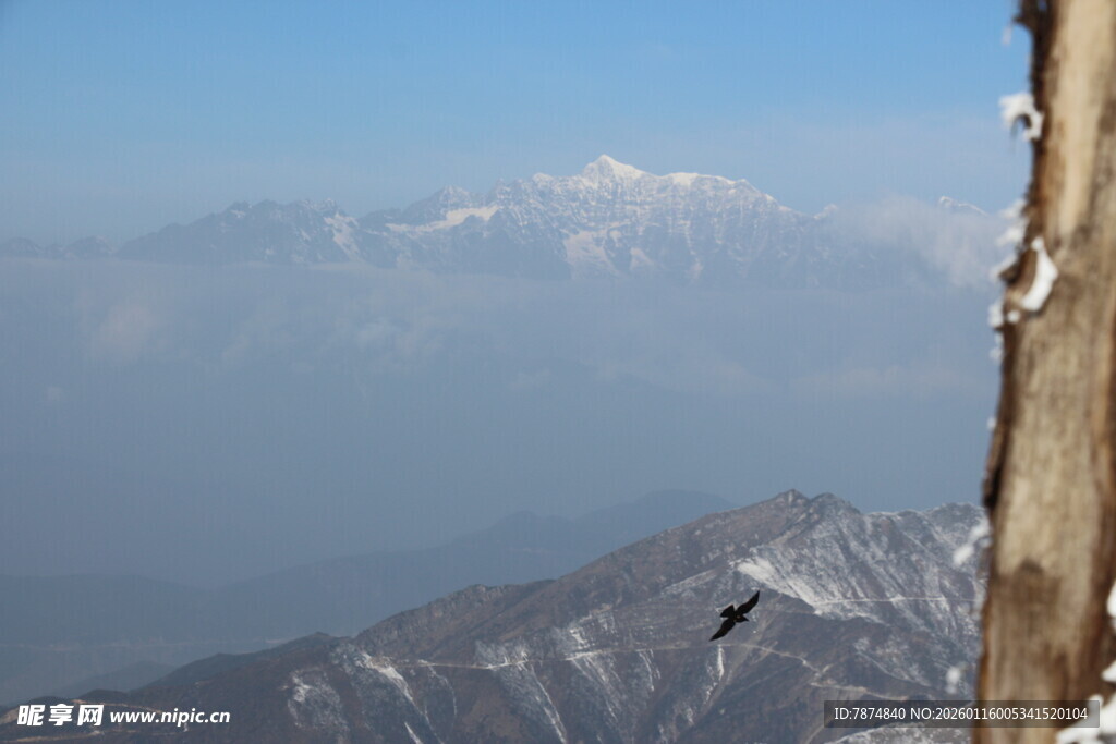 雪山旁树干景象