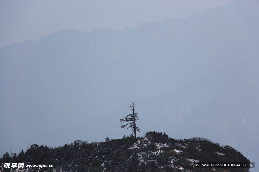 山顶孤树 雾霭中的景致