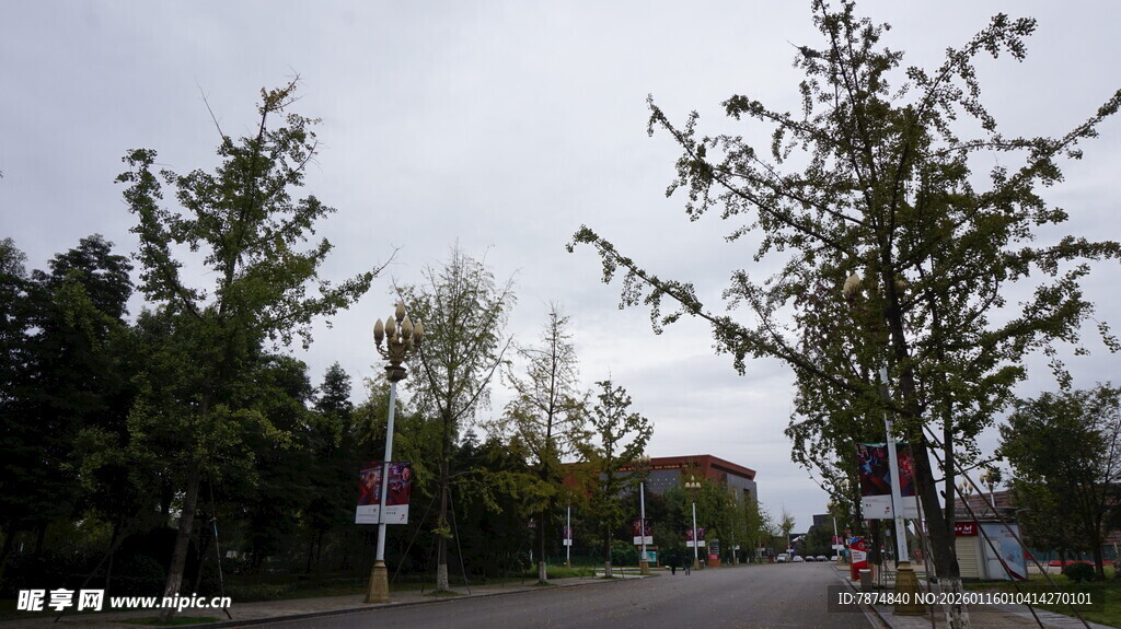 乡村道路旁的绿树与行人