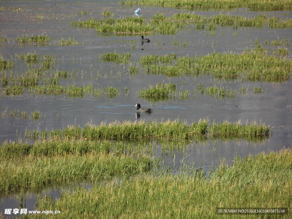 湿地中的鸟类与繁茂水草