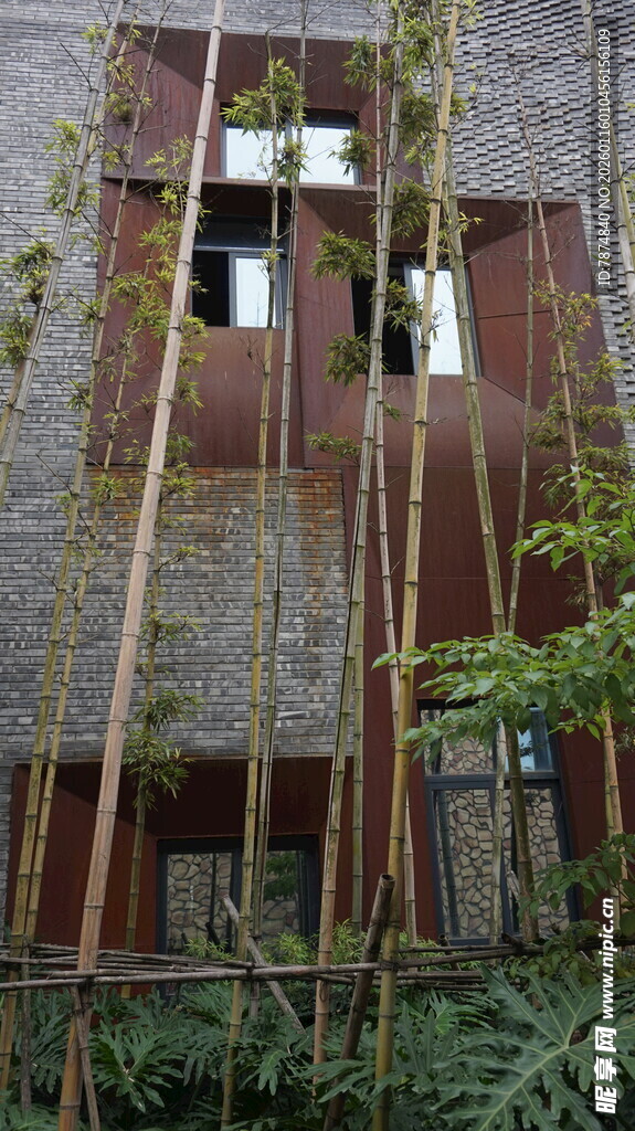 废弃建筑旁生长的绿植