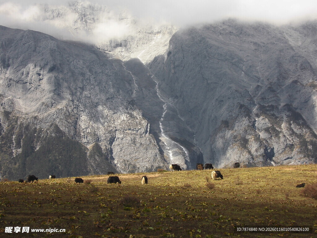 山间草原上的牛群风景