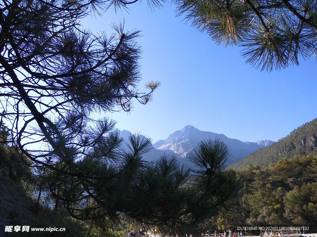 透过松枝望远处山峦
