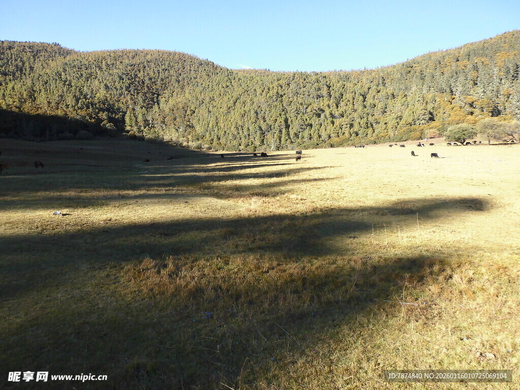 山间开阔草地风景