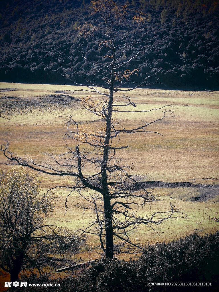 荒野枯树 尽显萧瑟之美