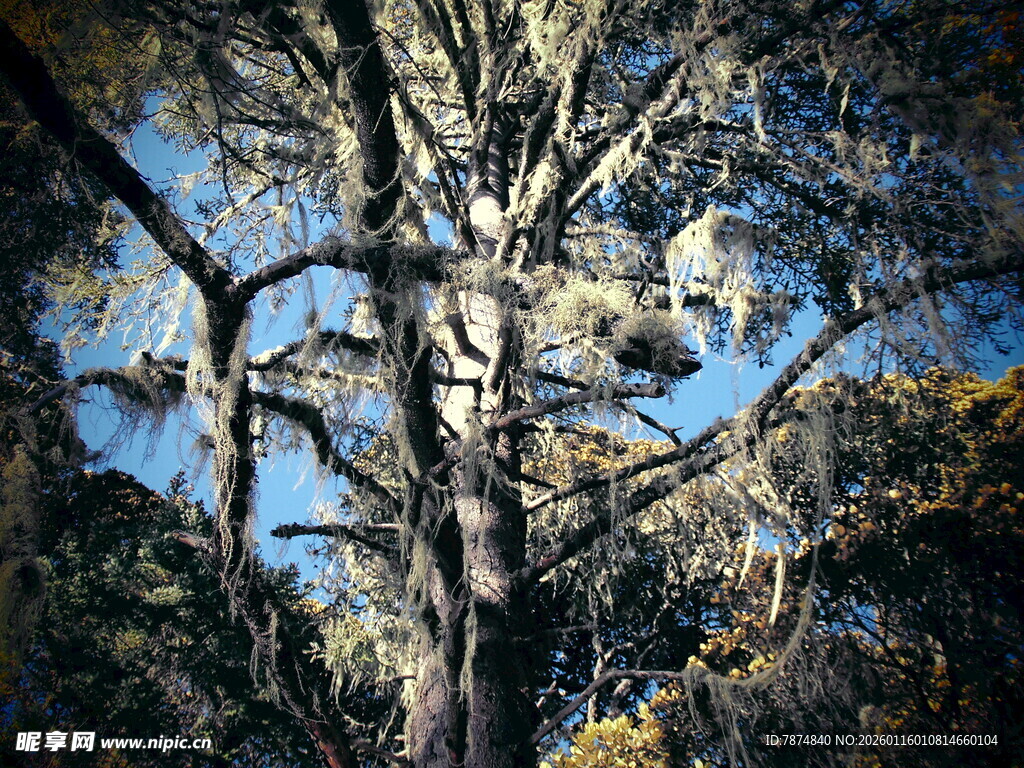 茂密树林中的高大树木