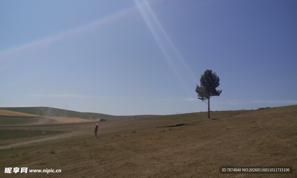 旷野孤树 天地间的静谧