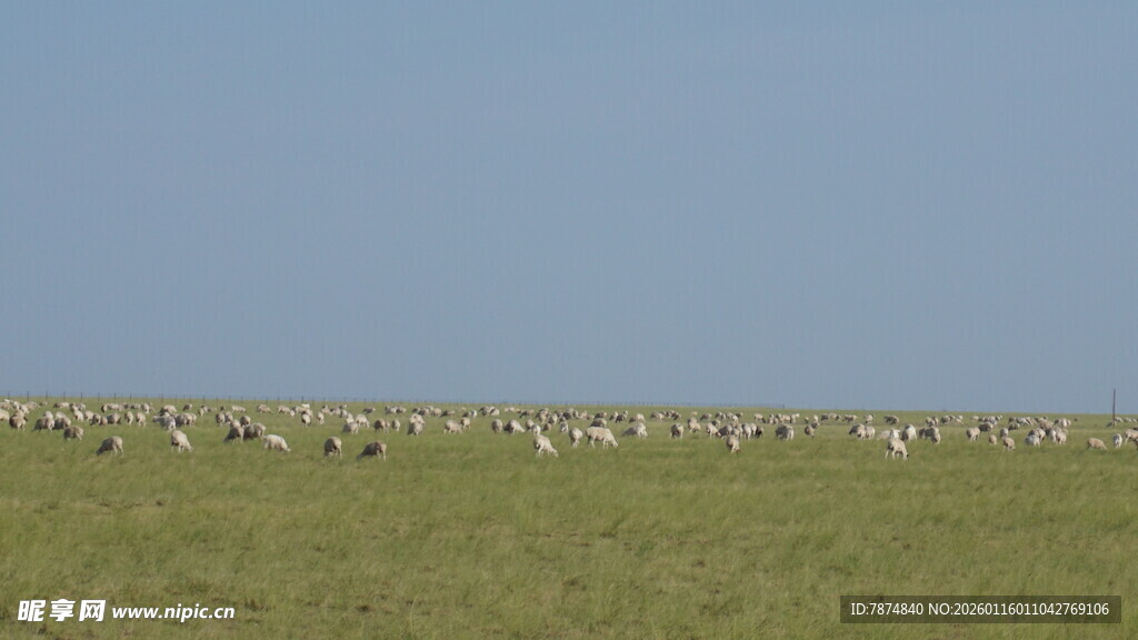 草原上的动物群