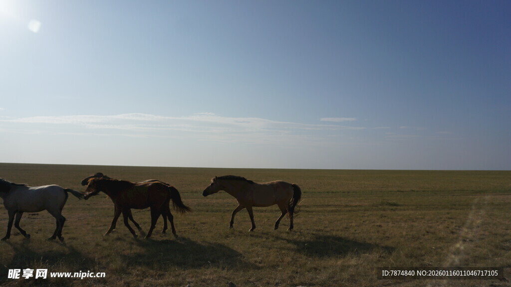 草原上的斑马群