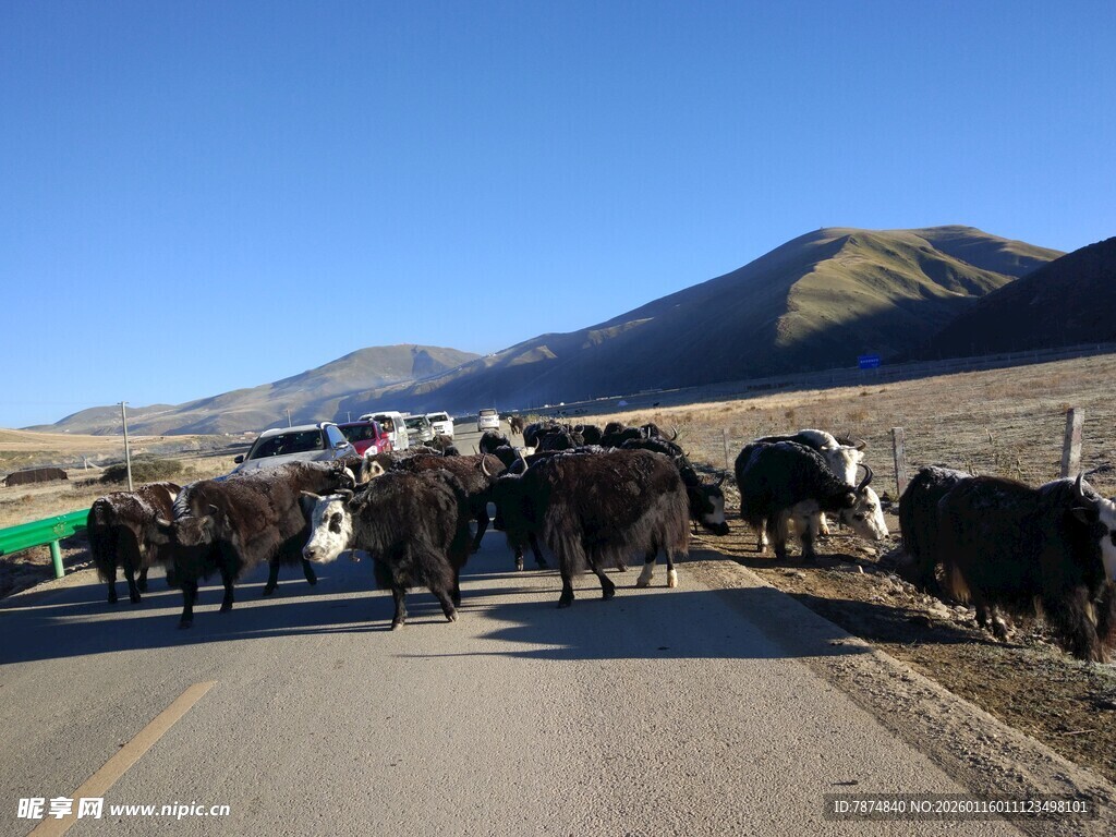 公路上的牦牛群