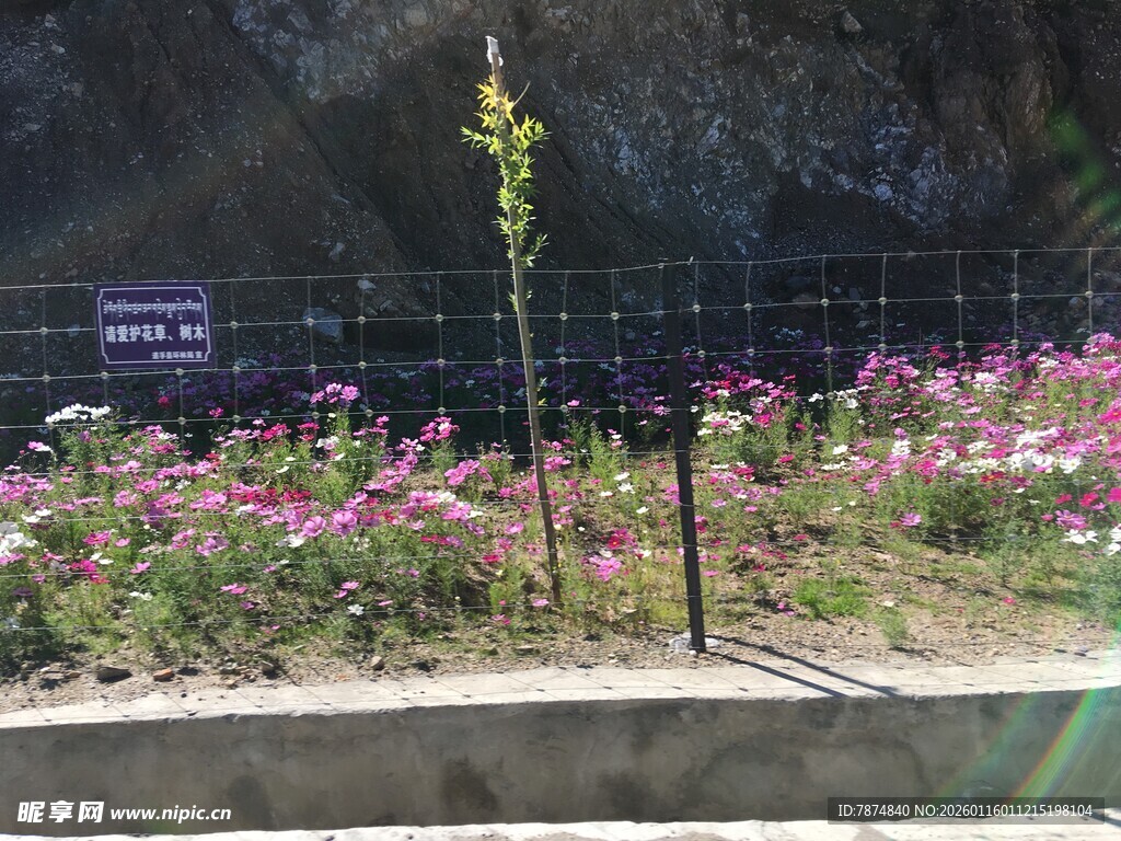 路边多彩花丛中的小树