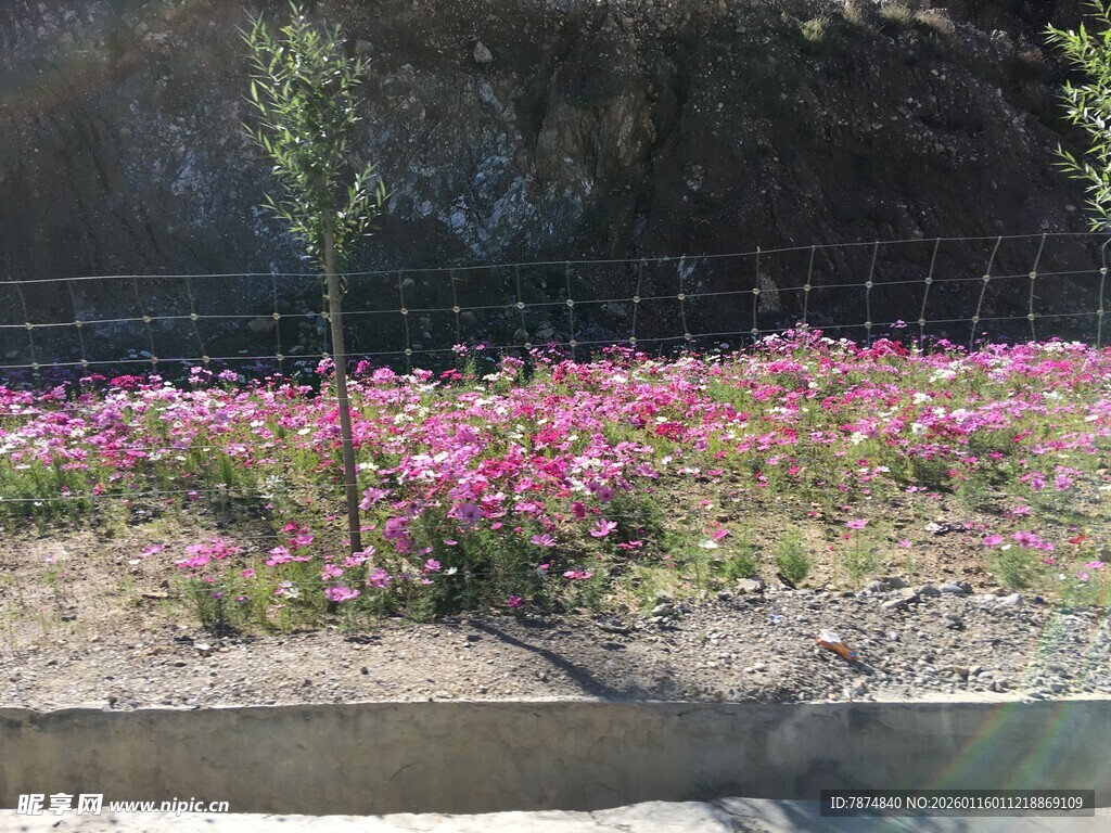 粉色花丛装点的户外景致