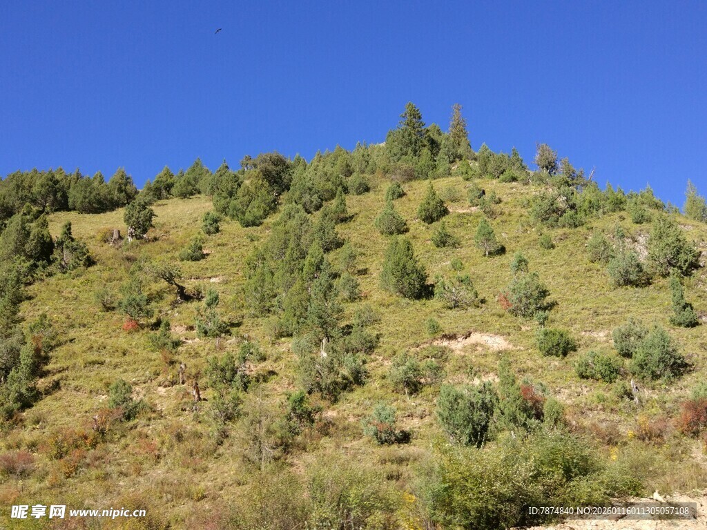 绿意盎然的山坡景色