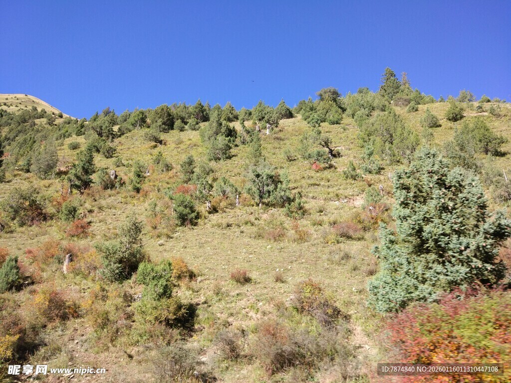 山坡多彩植被景观