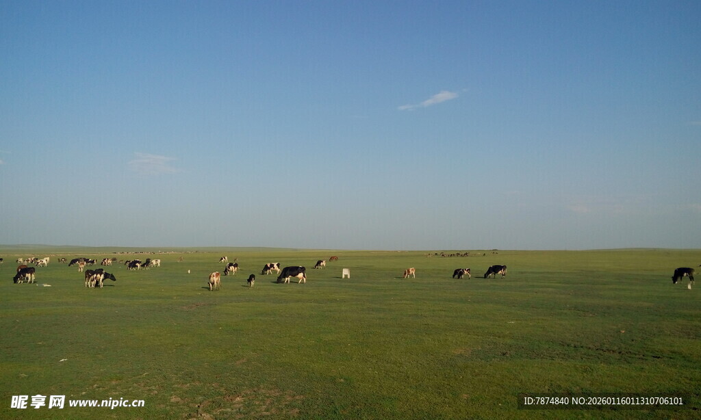 草原上的牛群