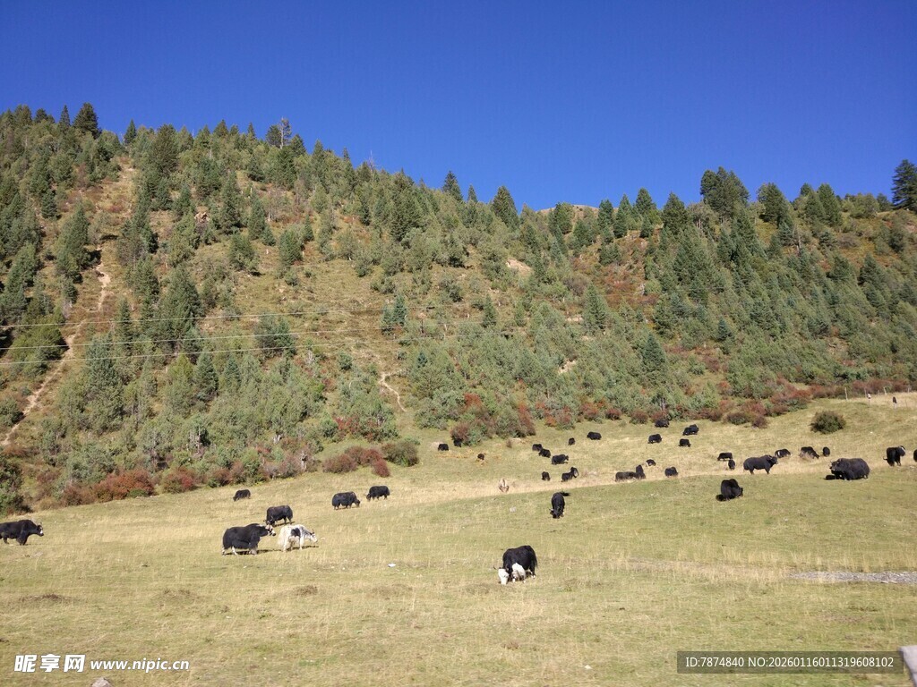 草原上的牛群与青山蓝天