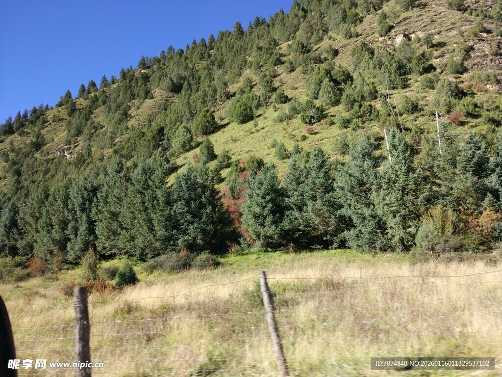 山间草地与茂密树林景观