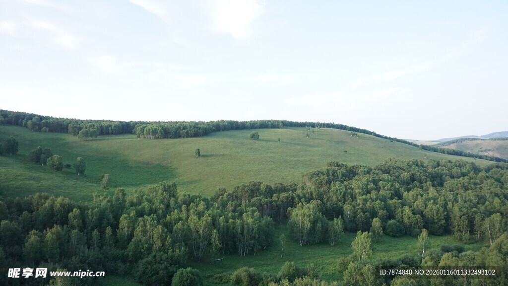 绿色山丘上的茂密树林