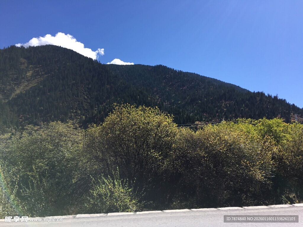 山间公路旁的葱郁山林