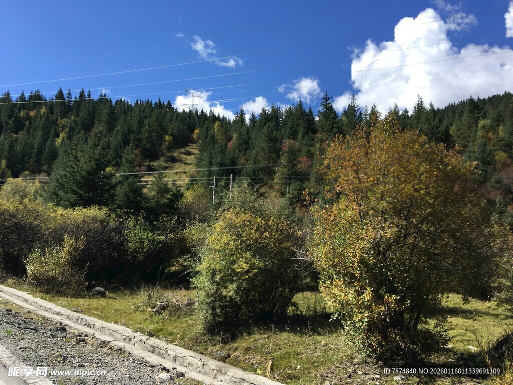 山间公路旁的葱郁树林