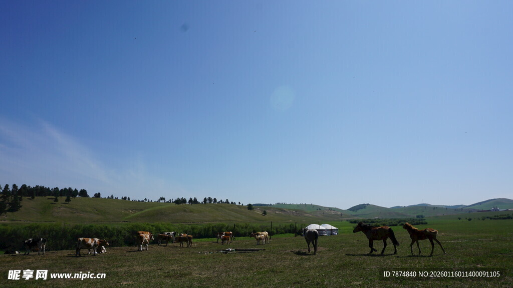 草原上的马群