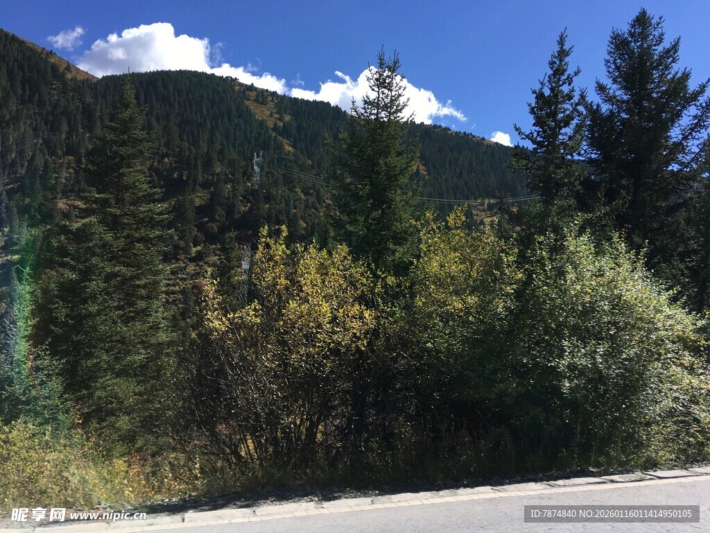 山间路旁的多彩林木景观