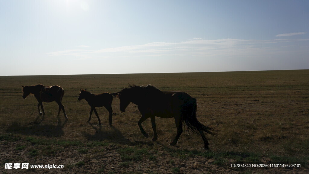 草原骏马奔腾