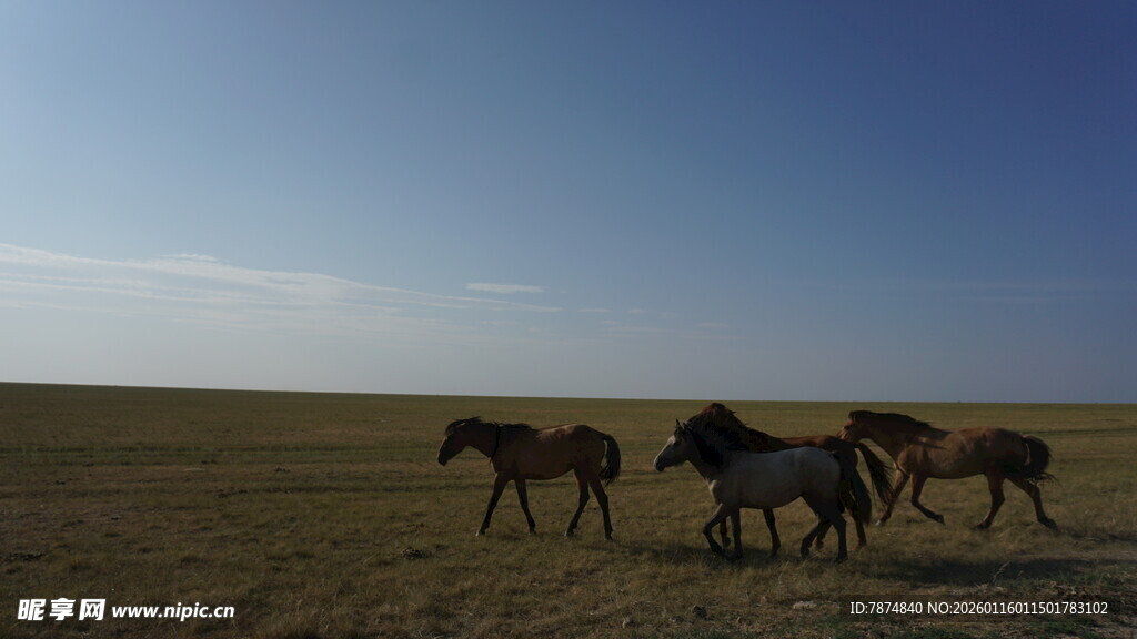 草原上奔腾的马群