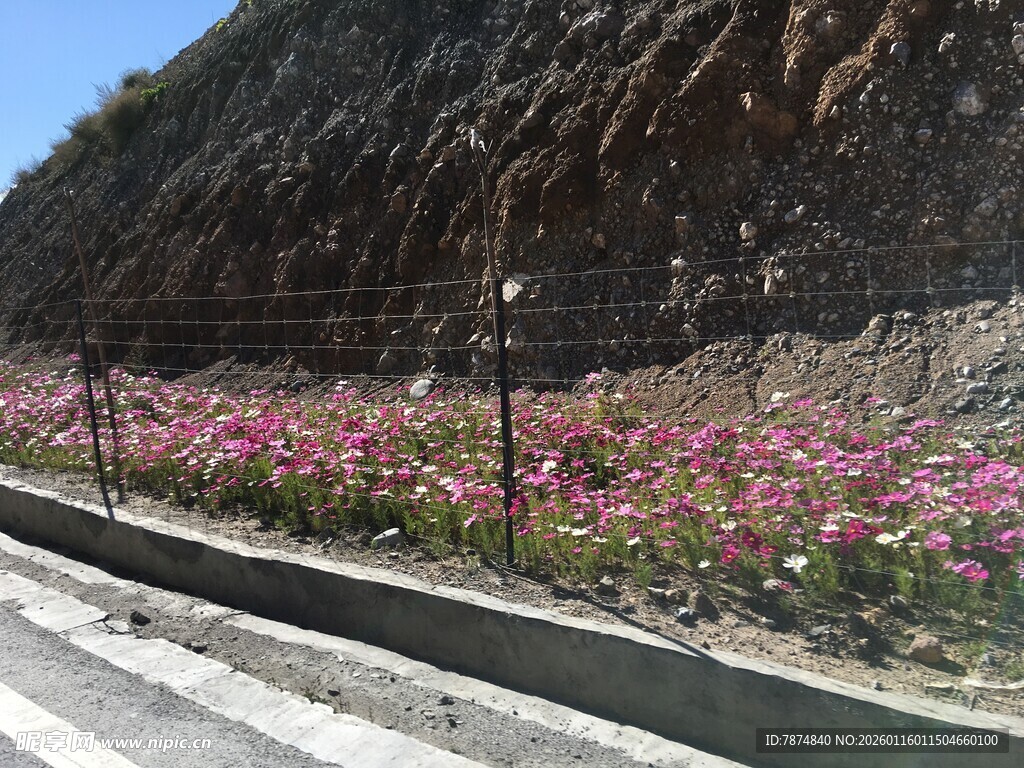 公路旁绽放的绚烂野花