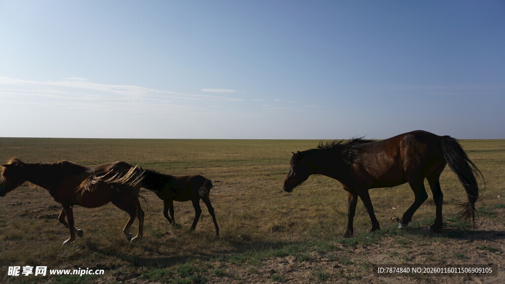 草原上的马群悠然漫步