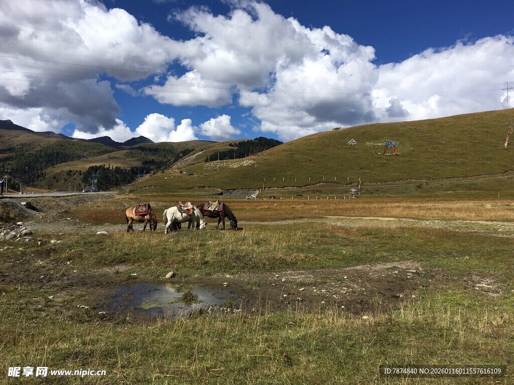 草原上的马群与蓝天白云