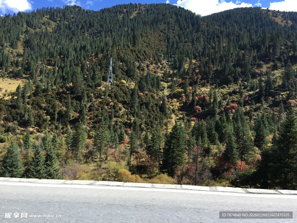 公路旁的茂密山林景观