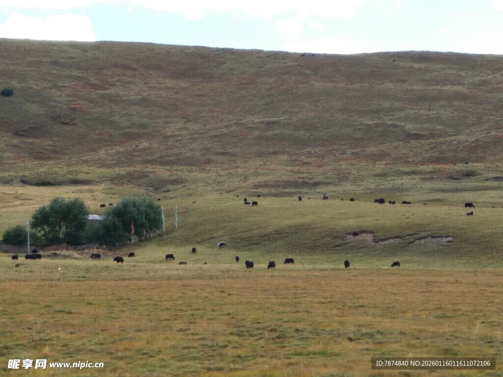 草原风光 散落的牲畜与树木