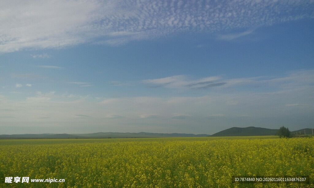 广袤田野 蓝天白云下的风光