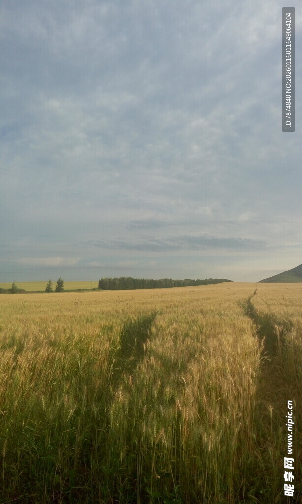 金色麦田 广袤田园风光