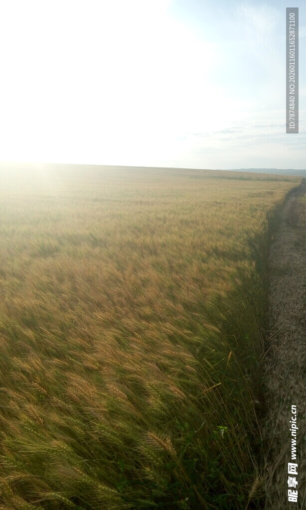 草原晨光下的石墙风景