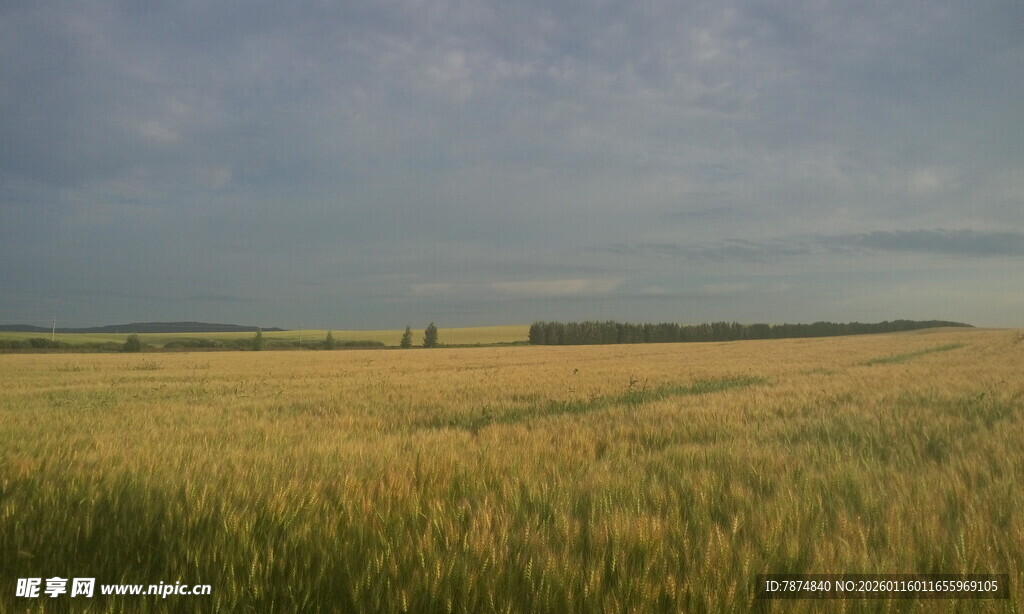 金黄麦田的广阔田园风光